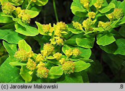 Euphorbia epithymoides (wilczomlecz pstry)