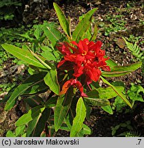 Euphorbia griffithii (wilczomlecz Griffitha)