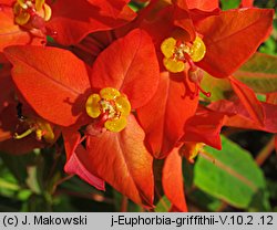 Euphorbia griffithii (wilczomlecz Griffitha)