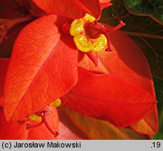 Euphorbia griffithii (wilczomlecz Griffitha)