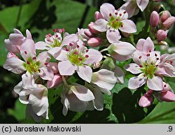 Fagopyrum esculentum (gryka zwyczajna)