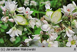 Fagopyrum esculentum (gryka zwyczajna)