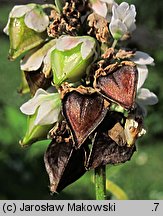 Fagopyrum esculentum (gryka zwyczajna)