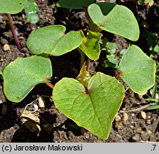 Fagopyrum esculentum (gryka zwyczajna)