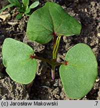 Fagopyrum esculentum (gryka zwyczajna)