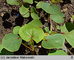 Fagopyrum esculentum (gryka zwyczajna)