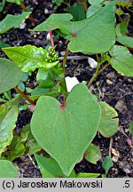 Fagopyrum esculentum (gryka zwyczajna)