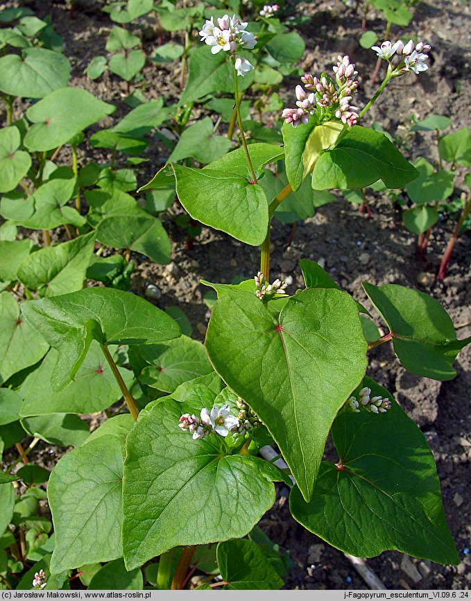 Fagopyrum esculentum (gryka zwyczajna)