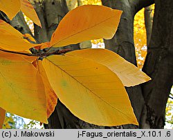 Fagus orientalis (buk zwyczajny wschodni)