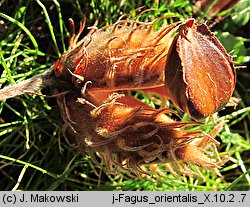 Fagus orientalis (buk zwyczajny wschodni)