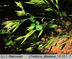 Festuca altissima (kostrzewa leśna)