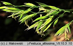 Festuca altissima (kostrzewa leśna)