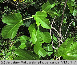 Ficus carica (figowiec właściwy)