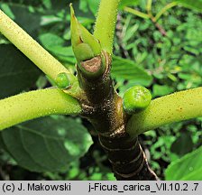 Ficus carica (figowiec właściwy)