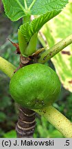 Ficus carica (figowiec właściwy)