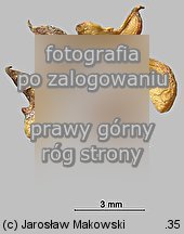 Filipendula ulmaria (wiązówka błotna)