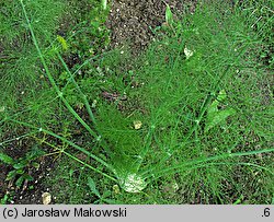 Foeniculum vulgare (fenkuł włoski)