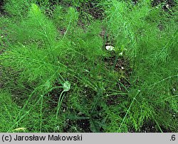 Foeniculum vulgare (fenkuł włoski)