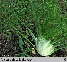 Foeniculum vulgare (fenkuł włoski)