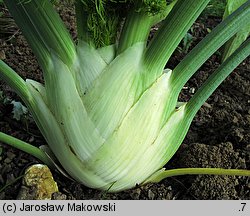 Foeniculum vulgare (fenkuł włoski)