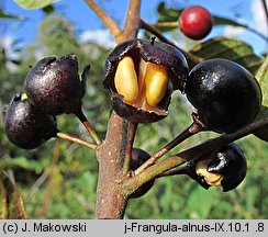 Frangula alnus (kruszyna pospolita)