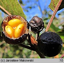 Frangula alnus (kruszyna pospolita)