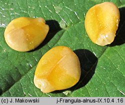 Frangula alnus (kruszyna pospolita)