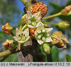 Frangula alnus (kruszyna pospolita)