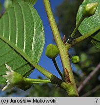 Frangula alnus (kruszyna pospolita)