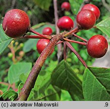 Frangula alnus (kruszyna pospolita)