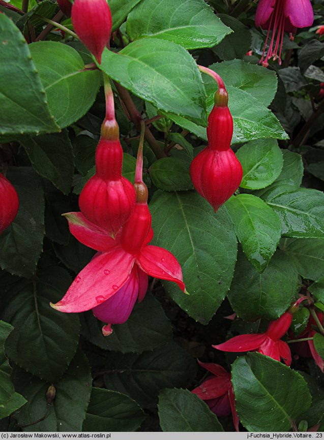 Fuchsia Voltaire