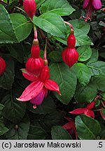 Fuchsia Voltaire