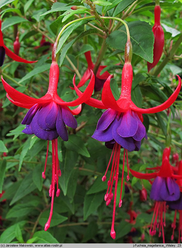 Fuchsia magellanica (fuksja magellańska)