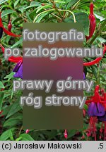 Fuchsia magellanica (fuksja magellańska)