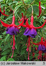 Fuchsia magellanica (fuksja magellańska)