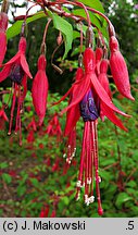 Fuchsia magellanica (fuksja magellańska)