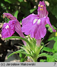 Galeopsis angustifolia (poziewnik wąskolistny)