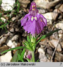 Galeopsis angustifolia (poziewnik wąskolistny)