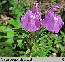 Galeopsis angustifolia (poziewnik wąskolistny)