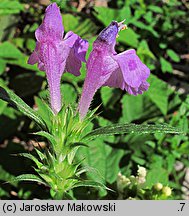 Galeopsis angustifolia (poziewnik wąskolistny)