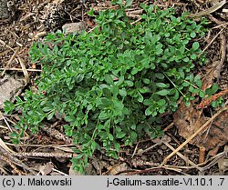 Galium saxatile (przytulia hercyńska)