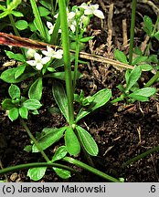 Galium saxatile (przytulia hercyńska)