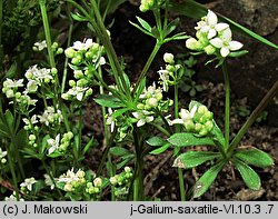 Galium saxatile (przytulia hercyńska)