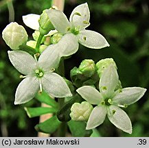 Galium saxatile (przytulia hercyńska)