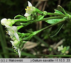 Galium saxatile (przytulia hercyńska)