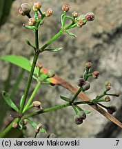 Galium saxatile (przytulia hercyńska)