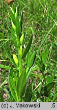 Genista tinctoria (janowiec barwierski)