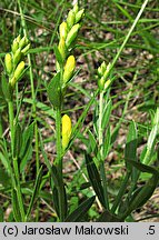 Genista tinctoria (janowiec barwierski)