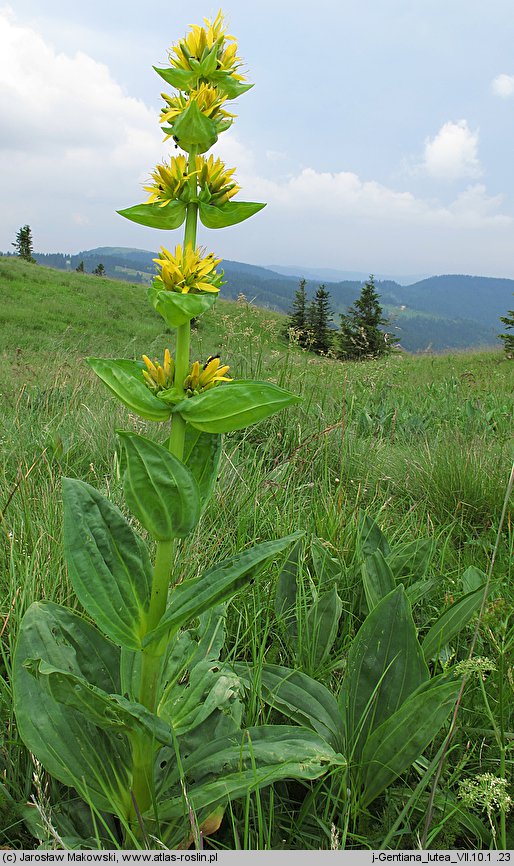 Gentiana lutea (goryczka żółta)