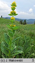 Gentiana lutea (goryczka żółta)